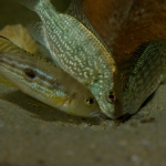 Cichlide: Oreochromis tanganicae Fotograaf: Mark Ros