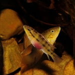 Cichlide: Parananochromis sp. Ndjo Fotograaf: Michel Keijman