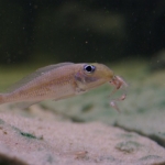 Cichlide: Asprotilapia leptura Fotograaf: Tjeerd Nijboer