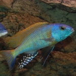 Cichlide: Buccochromis rhoadesii Fotograaf: Wietze Bron