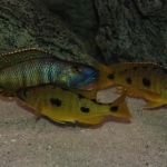 Cichlide: Exochromis anagenys Fotograaf: Wietze Bron