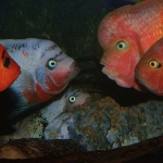 Territoriumgevecht tussen Vieja bifasciata en Vieja maculicauda en een toekijkende Mesoheros festae vrouw - Jan Fioole