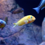 Tropheus caramba "Red Bishop" - Sebastian van der Laan