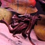 Geophagus sp. "Alto Sinu" man - Leo Bijvank