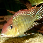 Geophagus sp. "Tapajós Orange head" Fotograaf: Ton Engelen (Tweede prijs Algemeen)