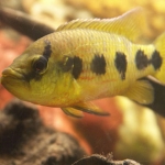 Hemichromis fasciatus  Fotograaf: Alex Becker