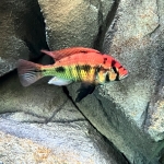 Haplochromis sp. Rainbow Lake Nawampassa - Harold Jacobs