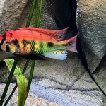 Haplochromis sp. Rainbow Lake Nawampassa 2 - Harold Jacobs