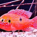 Rubricatochromis bimaculatus - Daan Baarda