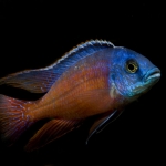 Protomelas taeniolatus boadzulu "Red Empress"