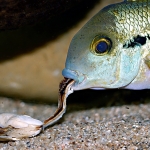 Hysophrys nicaraguensis eet een mossel - Adri Hameeteman