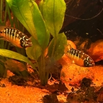 Ivanacara bimaculata koppel - Mike van der Most