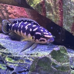 Julidochromis transcriptus - simplydebest