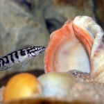 Julidochromis transcriptus 'Gombi'  Fotograaf: Jacob Schoelink