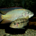 Koppel Oreochromis schwebischi