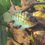 Krobia xinguensis - Henk Renting