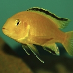Labidochromis caeruleus yellow "Kakusa" - Jos Pronk