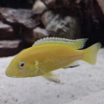 Labidochromis caeruleus halfwas - Kelvin Hogenberg