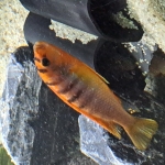 Labidochromis sp. "hongi red top sweden" - Sofie De Clercq 