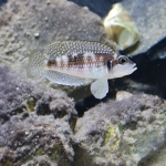 Lamprologus meleagris "Bilila Island" - Mike Laan