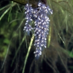 Larven Pterophyllum altum "Peru" Fotograaf: E. van Genne (Tweede prijs in categorie Actie! )