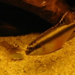 Macrobrachium garnaal &Pelvicachromis pulcher Fotograaf: Rob Ghielen