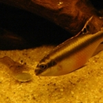 Macrobrachium garnaal &Pelvicachromis pulcher Fotograaf: Rob Ghielen