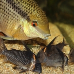 Mesonauta insignis pikt een graantje (tabletje) mee - Hans Kiers