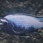 Metriaclima koningsi - Johan Verheesen