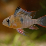 Mikrogeophagus altispinosus - Joris Delvaux