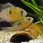 Mikrogeophagus altispinosus - Joris Delvaux