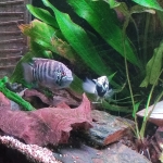 Nannacara adoketa - Henk Renting