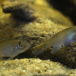 Roger Le Guen - Nannochromis parilus (2)