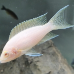 Neolamprologus brichardi albino - Patrick Heeremans