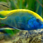 Nimbochromis venustus  Fotograaf: Jacob Schoelink