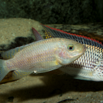 Koppel Oreochromis schwebischi