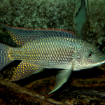 Oreochromis schwebischi man