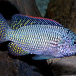 Oreochromis schwebischi man