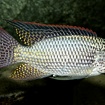 Oreochromis schwebischi man