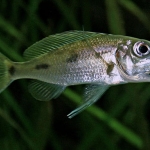 Ophthalmotilapia ventralis 'Mtoto'  Fotograaf: Bart Jansen