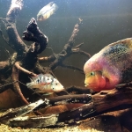 Pair Thorichthys maculipinnis vs. male Vieja melanurus - Thomas Schröder