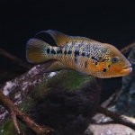Parachromis Motaguensis - Wilfred van Tuil