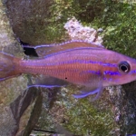 Paracyprichromis nigripinnis - simply de best