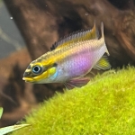 Pelvicachromis kribensis dehane 1 - Elise Sas