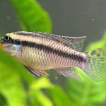 Pelvicachromis kribensis 'Dehane' - Elise Sas