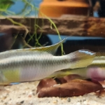 Pelvicachromis sacrimontis green vrouw - Willy Bijker