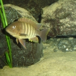 Petrochromis famula "Zambia" Fotograaf: Tjeerd Nijboer