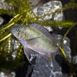 Petrochromis polyodon 'Kantalamba' Fotograaf: Melchior de Bruin