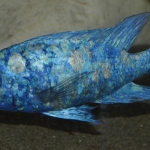 Placidochromis phenochilus tanzania - Morgan Cichlids