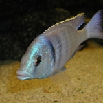 Placidochromis electra  Fotograaf: Erik-Jan van den Berg